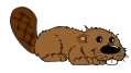 Gif de castor